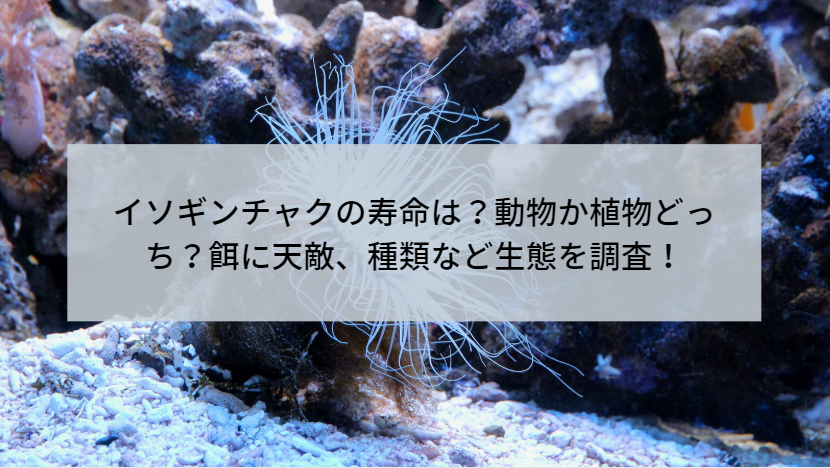 イソギンチャクの寿命は 動物か植物どっちで餌に天敵や種類など生態は